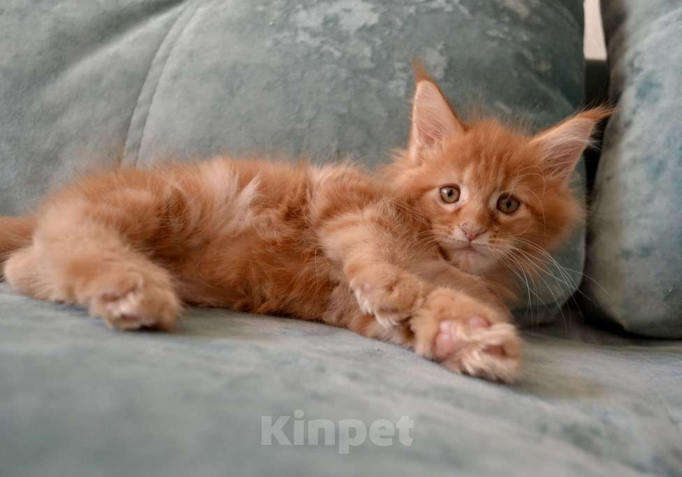 Кошки в Иркутске: Котята породы мейн-кун  Мальчик, 35 000 руб. - фото 1