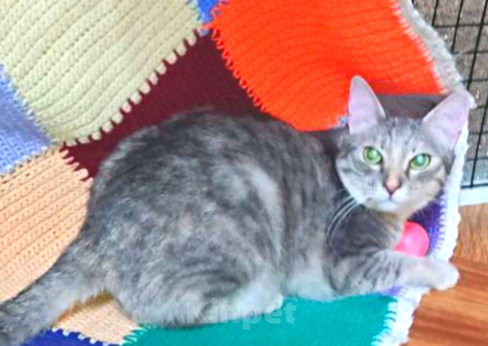 Кошки в Москве: Стеша, некрасивая девчушка. Молодая кошка в добрые руки. Девочка, Бесплатно - фото 6