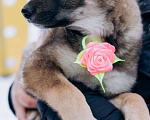 Собаки в Мытищах: Щенок Ася ищет дом и любящую семью Девочка, Бесплатно - фото 4