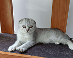 Кошки в Ставрополе: Молодая кошечка Девочка, 7 000 руб. - фото 2