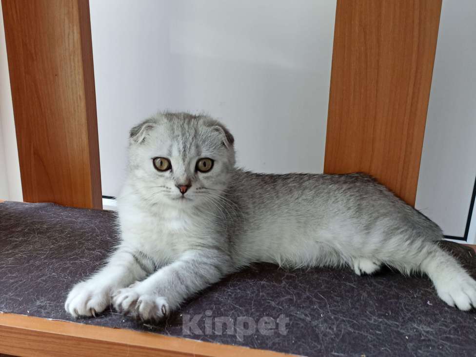 Кошки в Ставрополе: Молодая кошечка Девочка, 7 000 руб. - фото 2