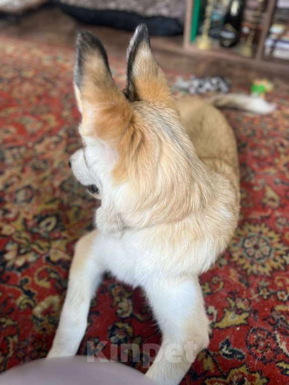 Собаки в других городах Московской области: Анри якутенок в добрые руки Мальчик, Бесплатно - фото 3