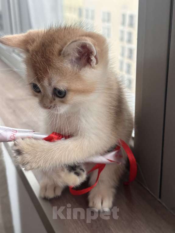 Кошки в других городах Московской области: Котенок золотая британская шиншилла Мальчик, 40 000 руб. - фото 5