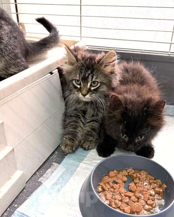 Кошки в Санкт-Петербурге: Пушистое счастье в добрые руки Ищем дом для очаровательных котят Мальчик, 10 руб. - фото 5