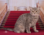 Кошки в Санкт-Петербурге: Царевна для вас Девочка, 20 000 руб. - фото 1
