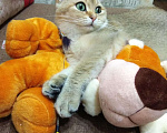 Кошки в Чебоксарах: Британский кот на вязку, 1 руб. - фото 3