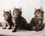 Кошки в Моздоке: Мейн-кун, 17 000 руб. - фото 4