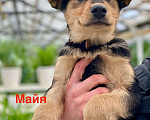 Собаки в Москве: Щенки — метисы овчарки в дар, Бесплатно - фото 3