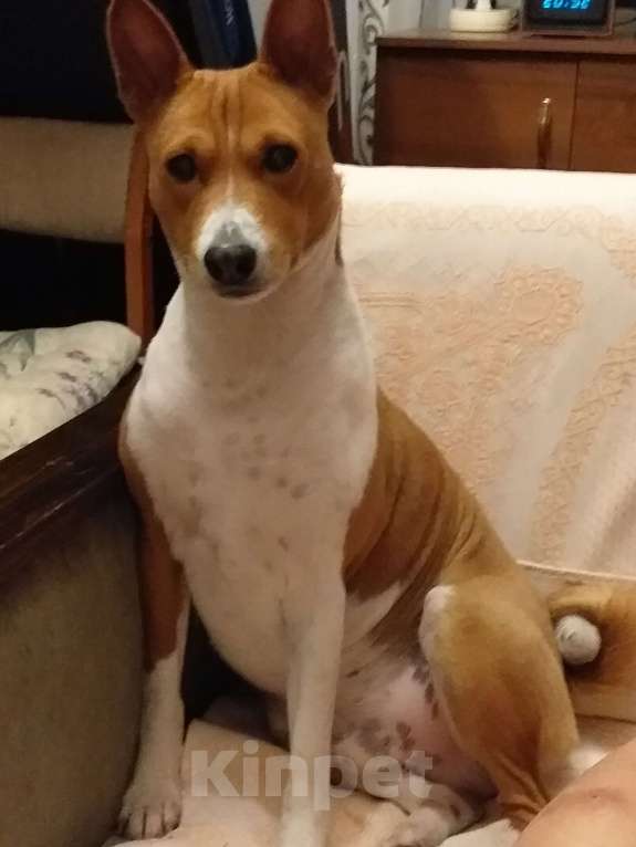 Собаки в Щелково: Неоднократный Чемпион России ищет девочку. Мальчик, 10 000 руб. - фото 4