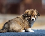 Собаки в Владивостоке: Красивые щенки корги пемброк Мальчик, 140 000 руб. - фото 3