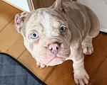 Собаки в Лыткарино: AMERICAN BULLY   девочка Девочка, 65 000 руб. - фото 3