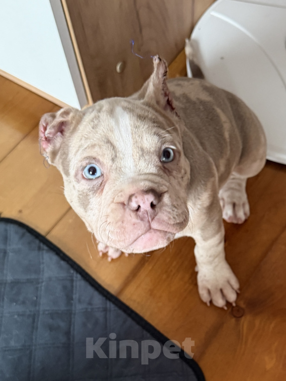 Собаки в Лыткарино: AMERICAN BULLY   девочка Девочка, 65 000 руб. - фото 3