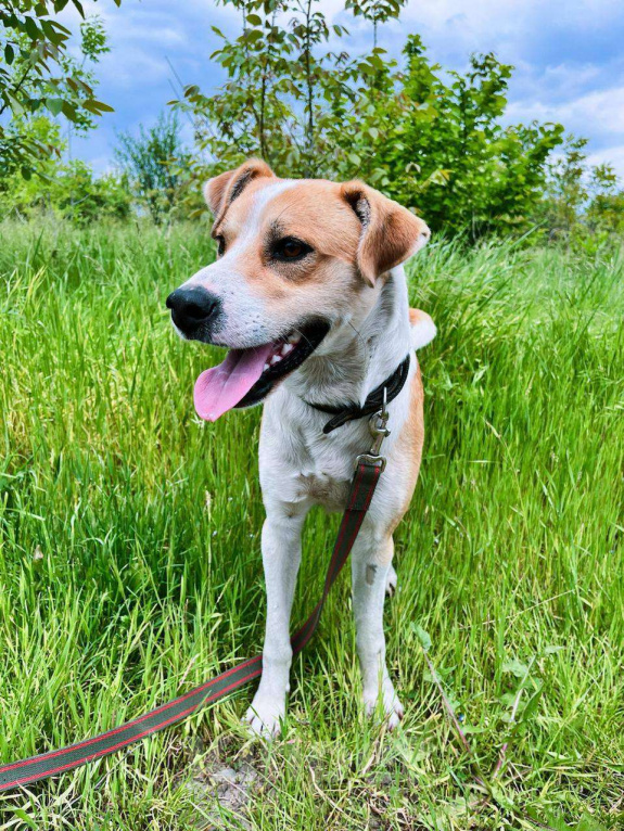 Собаки в Краснодаре: Собака в добрые руки Мальчик, Бесплатно - фото 2