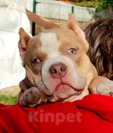 Собаки в Новосибирске: Парень Американский булли щенок Мальчик, Бесплатно - фото 2