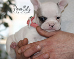 Собаки в Москве: Щенок французского бульдога с документами РКФ Девочка, 74 000 руб. - фото 9