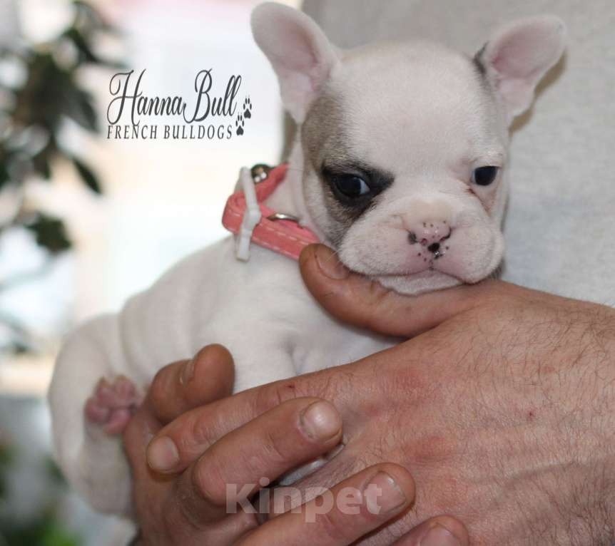 Собаки в Москве: Щенок французского бульдога с документами РКФ Девочка, 74 000 руб. - фото 9