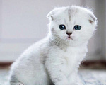 Кошки в Москве: Шотландцы и Британцы котята купить в Москве, Питомник кошек SILVER SHARM Девочка, 30 000 руб. - фото 2