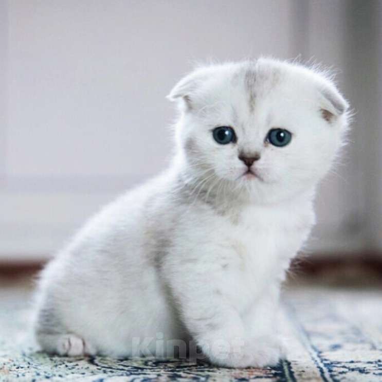 Кошки в Москве: Шотландцы и Британцы котята купить в Москве, Питомник кошек SILVER SHARM Девочка, 30 000 руб. - фото 2