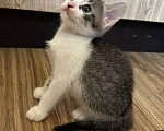 Кошки в Москве: Котенок Фифочка Девочка, Бесплатно - фото 6