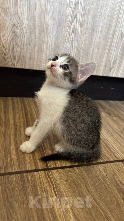 Кошки в Москве: Котенок Фифочка Девочка, Бесплатно - фото 6