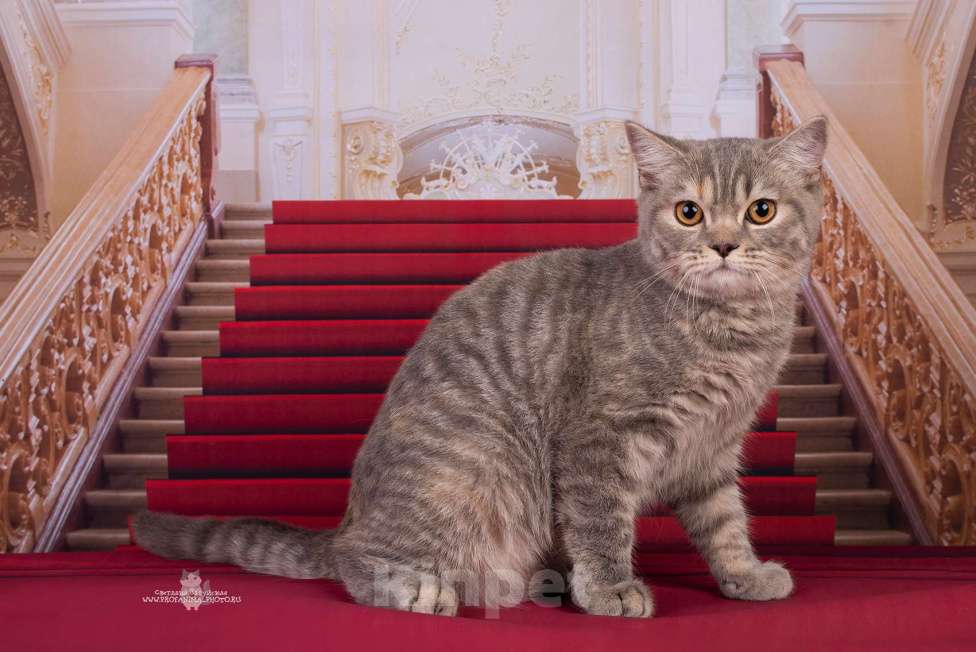 Кошки в Санкт-Петербурге: Царевна для вас Девочка, 20 000 руб. - фото 1
