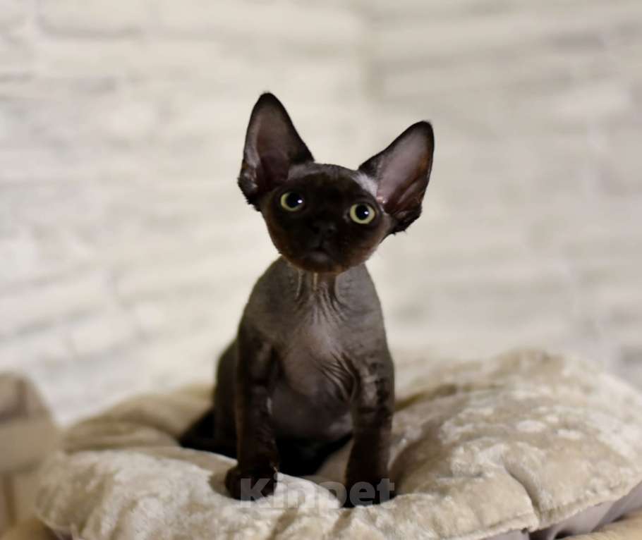 Кошки в Москве: Черный мальчик девон-рекс Мальчик, 50 000 руб. - фото 4