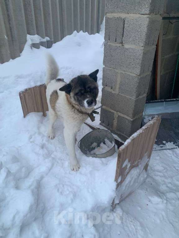 Собаки в Казани: Спасаем от плохого обращения Девочка, Бесплатно - фото 2