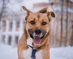 Собаки в Москве: Дружелюбный пес-компаньон Рэм ищет дом!  Мальчик, Бесплатно - фото 1