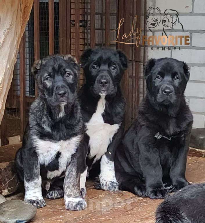 Собаки в Воронеже: Щенки Среднеазиатской Овчарки Мальчик, 60 000 руб. - фото 5