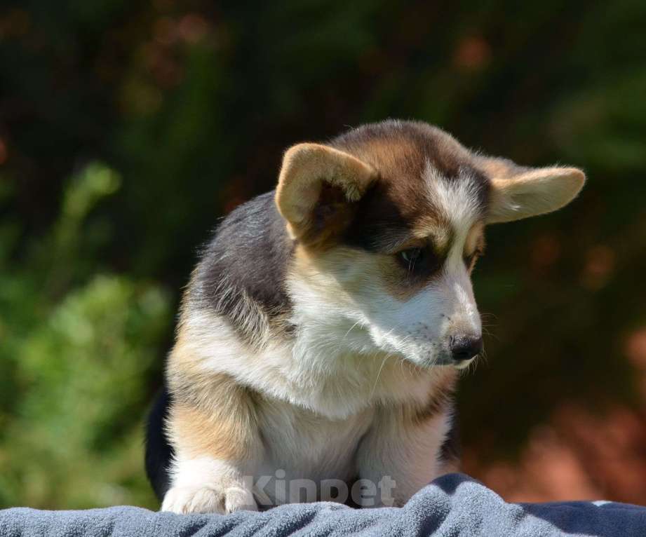 Собаки в Самаре: Великолепный щенок корги окрас триколор  Мальчик, 80 000 руб. - фото 3