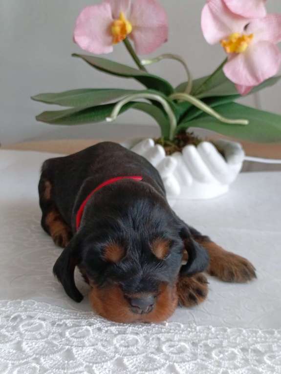 Собаки в Москве: Русский охотничий спаниель девочка Девочка, 50 000 руб. - фото 6