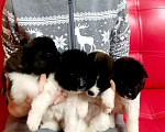 Собаки в Арзамасе: Щенки американской акиты Девочка, 50 000 руб. - фото 3
