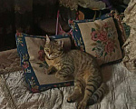 Кошки в Махачкале: ПРОПАЛА Кошечка (возраст около 1 года) Девочка, 1 000 руб. - фото 1
