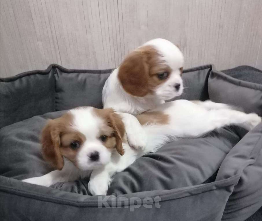 Собаки в Москве: Кавалер Кинг Чарльз спаниель щенки. Девочка, 90 000 руб. - фото 3