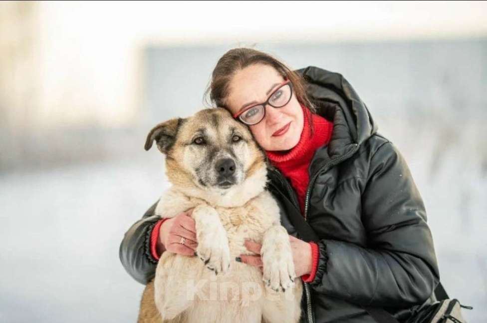 Кошки в других городах Московской области: Полжизни в ожидании своего человека Девочка, Бесплатно - фото 3