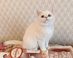 Кошки в других городах Ленинградской области: Золотая шиншилла пойнт Девочка, 18 000 руб. - фото 4