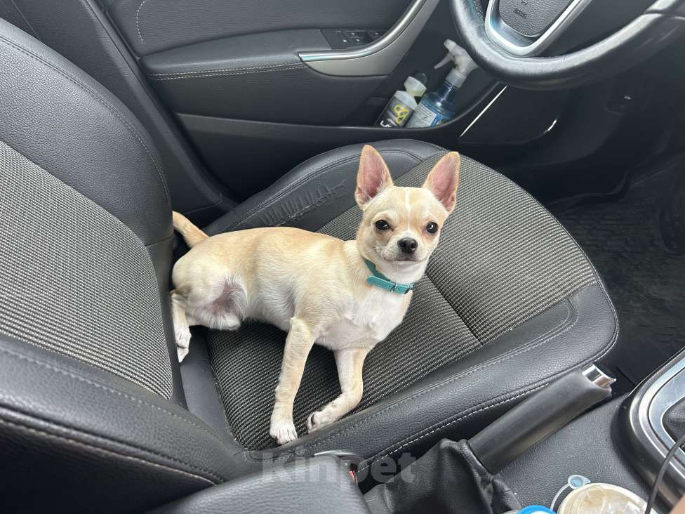 Собаки в Москве: Чихуа кобель короткошерстный  Мальчик, 90 000 руб. - фото 7