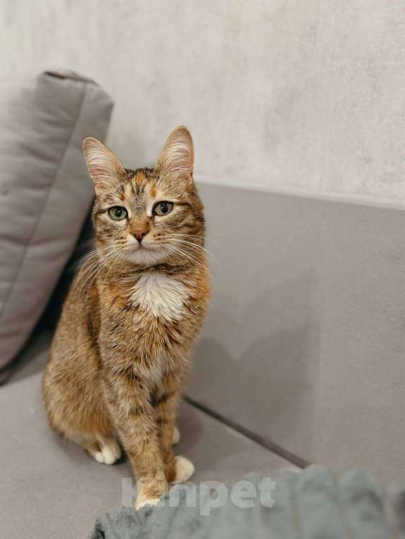 Кошки в Балашихе: Мармеладка Девочка, Бесплатно - фото 3