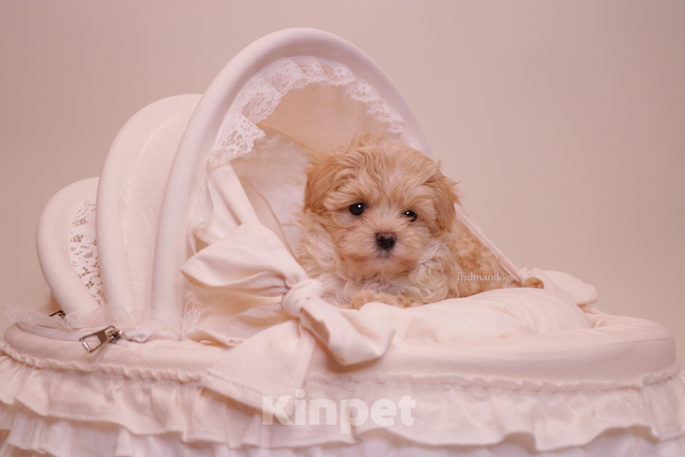 Собаки в Москве: Мальтипу F1 мини  Девочка, Бесплатно - фото 1