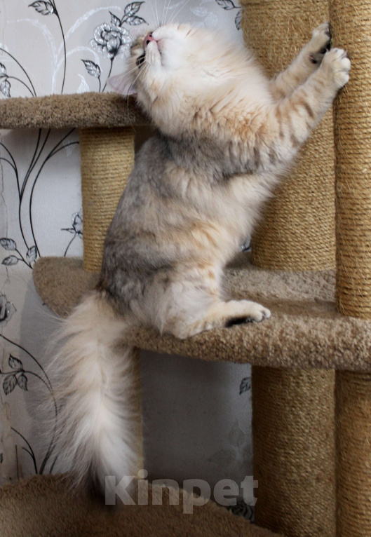 Кошки в Тюмени: Сибирский котёнок Мальчик, 50 000 руб. - фото 2