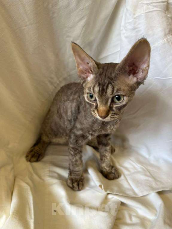 Кошки в Симферополе: Продается котик  Мальчик, Бесплатно - фото 2