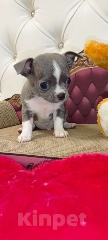 Собаки в Самаре: Продаю малышей чихуахуа, мальчики и девочки. Готовы к переезду, кушают корм. Мальчик, 23 000 руб. - фото 1