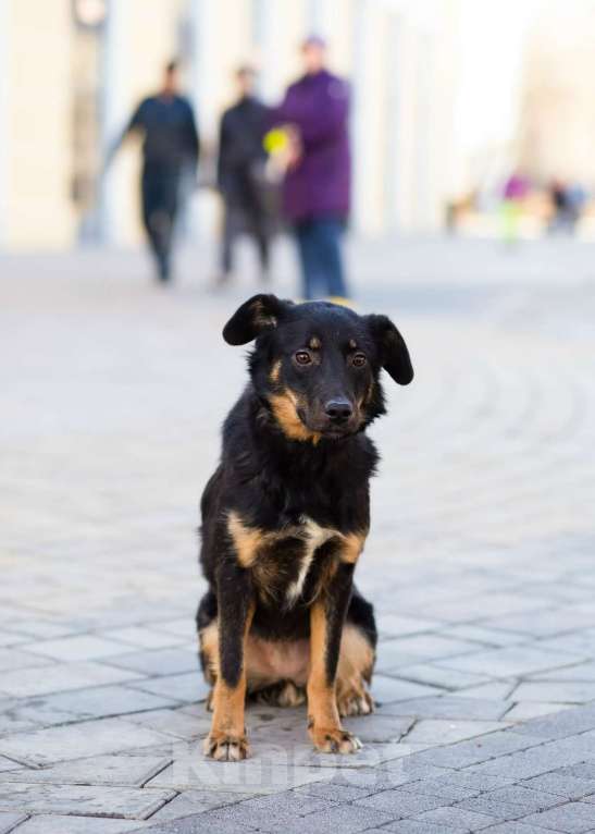 Собаки в Санкт-Петербурге: Милая собака небольшого размера Девочка, Бесплатно - фото 5