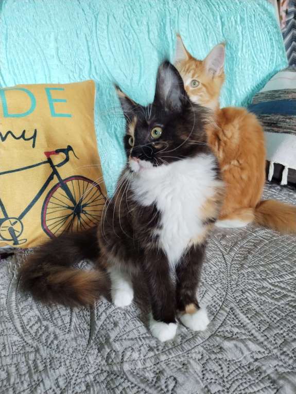 Кошки в Петрозаводске: Котята мейн-кун  Девочка, Бесплатно - фото 7