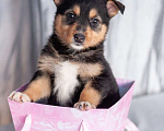 Собаки в Москве: Красивые щенки 1,5 мес  в добрые руки Девочка, Бесплатно - фото 2