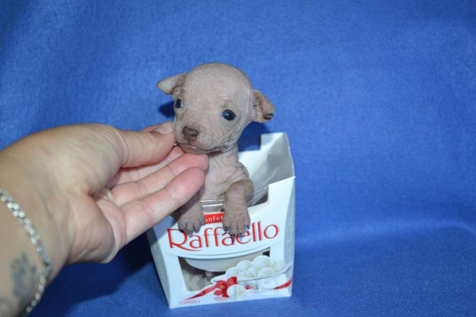 Собаки в Москве: Щенки американского голого терьера  Мальчик, 30 000 руб. - фото 4