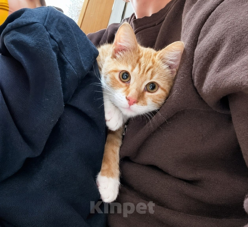 Кошки в Москве: Ласковый котёнок в добрые руки Мальчик, Бесплатно - фото 4