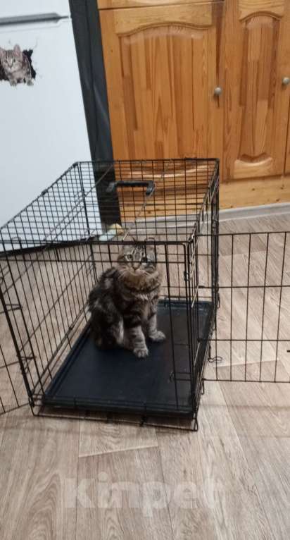 Кошки в Волгограде: Продается молодой котик Мальчик, 25 000 руб. - фото 7