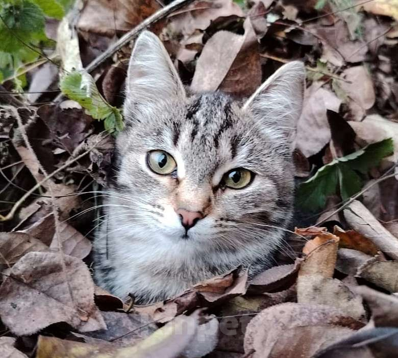 Кошки в других городах Башкортостана: Обаятельная девчушка Девочка, 500 руб. - фото 3