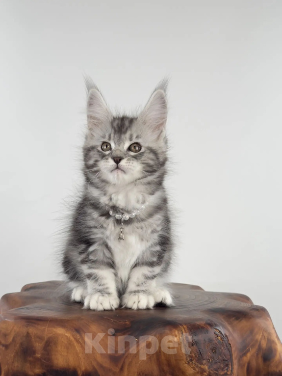 Кошки в Тюмени: Мейн-кун котенок девочка Девочка, 55 000 руб. - фото 6